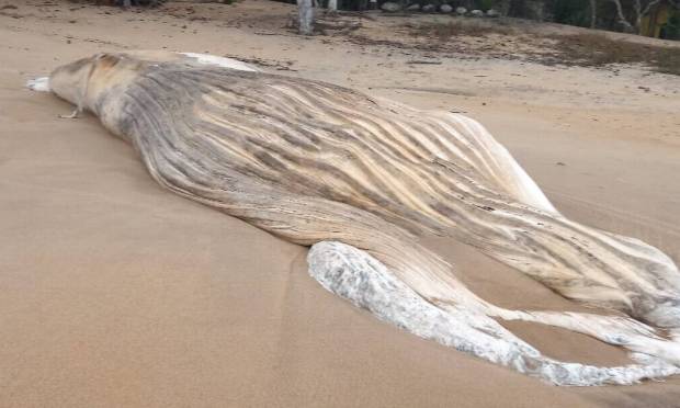 Baleia jubarte é comum nesta época do ano na Costa Verde Foto: Reprodução