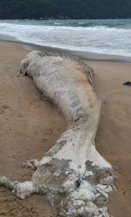 Elas estão se deslocando para Abrolhos para procriação Foto: Reprodução