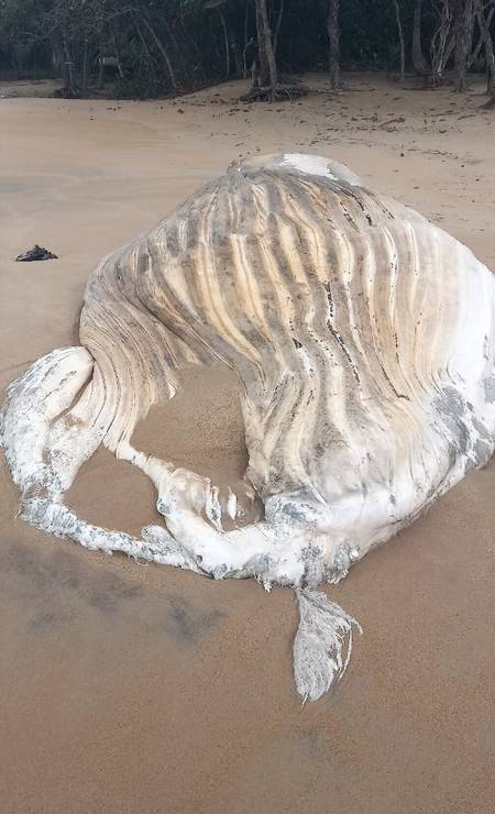 Animal foi localizado pela primeira vez na praia de Parnaioca Foto: Reprodução