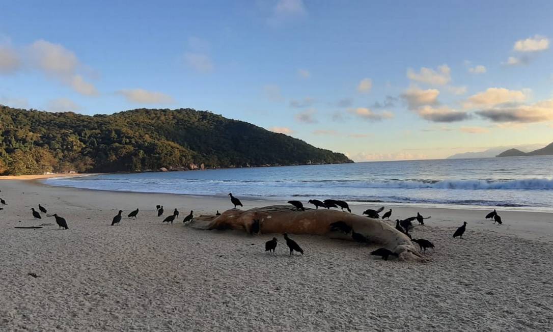 Caso ocorre na praia de Parnaioca, em Ilha Grande Foto: Priscila de Melo