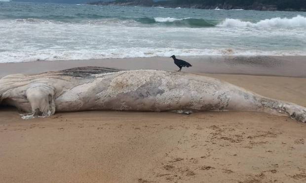 Baleia é encontrada morta por moradores de Ilha Grande Foto: Foto Reprodução