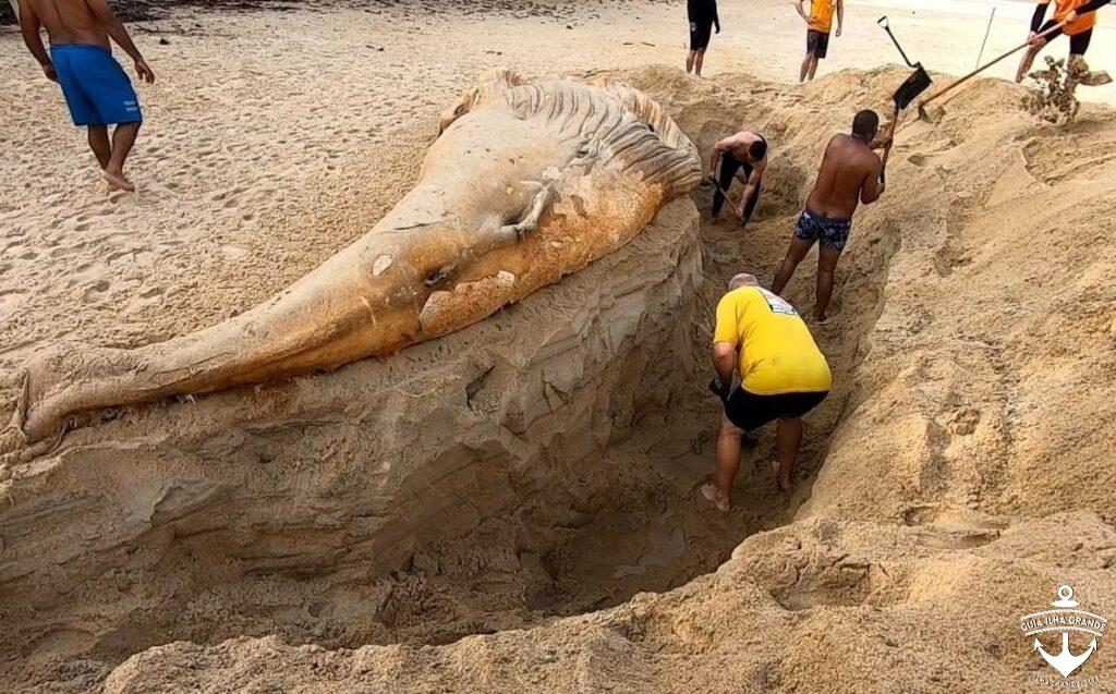 Baleia jubarte de oito toneladas que encalhou na Ilha Grande é enterrada; veja fotos | Sul do Rio e Costa Verde