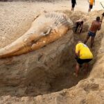 Baleia jubarte de oito toneladas que encalhou na Ilha Grande é enterrada; veja fotos | Sul do Rio e Costa Verde