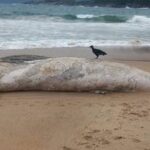 Baleia jubarte é comum nesta época do ano na Costa Verde