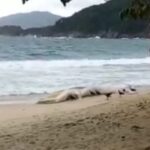 Amostra do animal será coletado para análise
