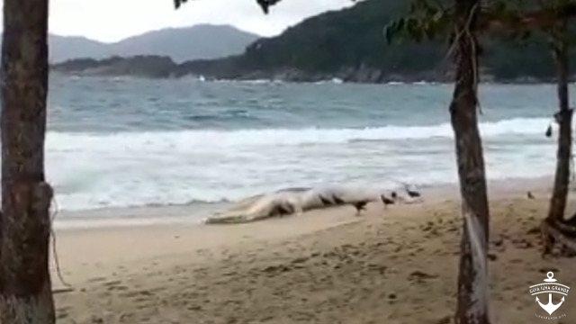 Amostra do animal será coletado para análise