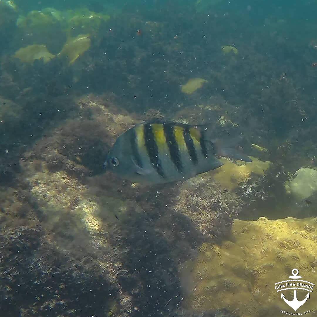. Férias em Ilha Grande/RJ !! . Mergulho em Lagoa Azul em um passeio com a mari...