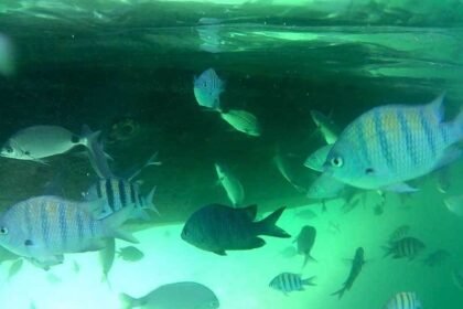 BateEVoltaAIlhaGrandeComANattrip