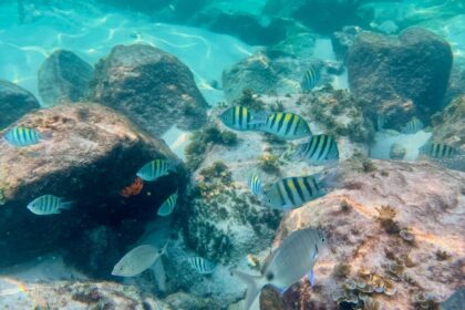 Snorkeling Em Ilha Grande